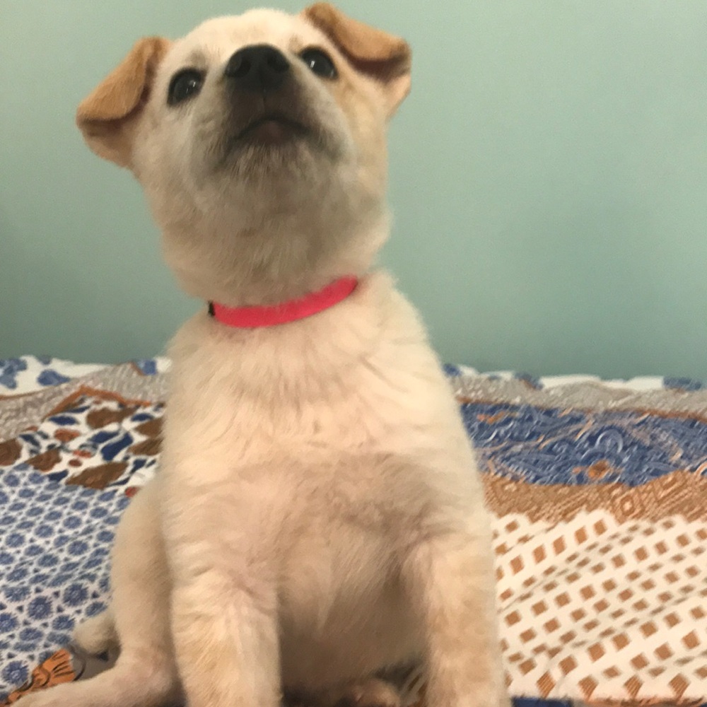 Pink Dog Collar